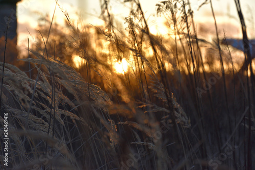 Wallpaper Mural Feldrand mit Gräser Torontodigital.ca