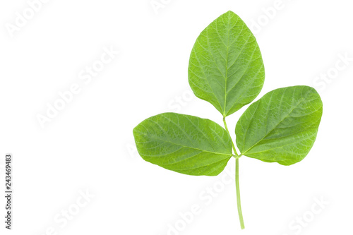 Soya bean green leaf closeup isolated on white background