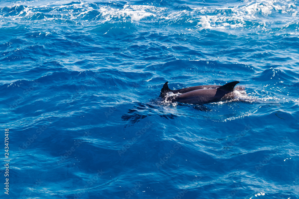 Naklejka premium Delfiny pływające w Morzu Czerwonym