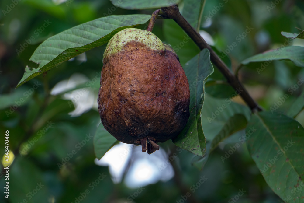 Rotten Mango Fruit On Image & Photo (Free Trial)