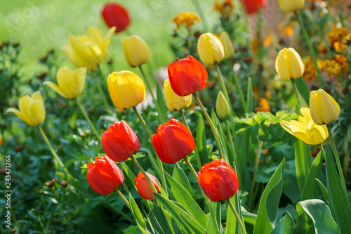 Tulpen