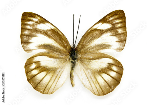 Image of Appias libythea olferna Butterfly (Striped Albatross) (female) on white background. Insect. Animal photo