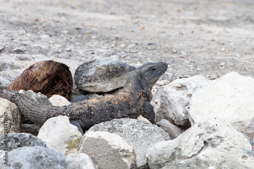Iguana in the sun on gray rocks. Tropical reptile lying in the sun