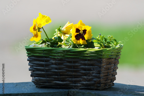 Blumen
