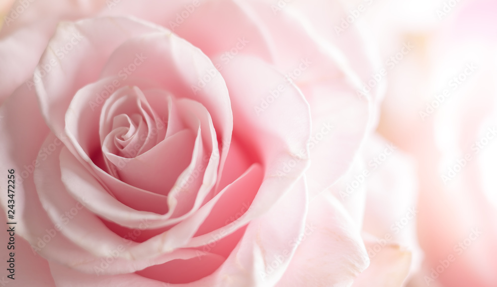 Close up of tenderness pink  rose. - obrazy, fototapety, plakaty 