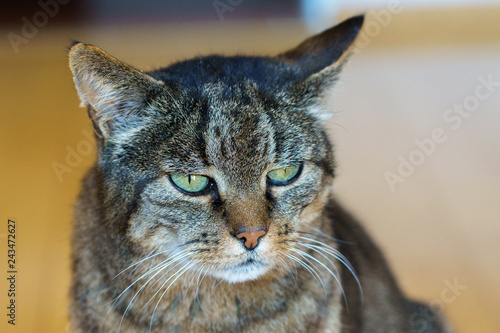 Katze