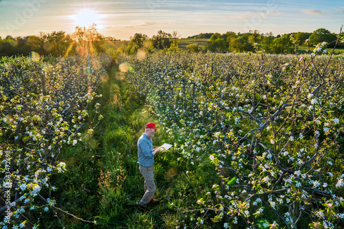 Photography Using a digital tablet, an apple grower checks his apple trees