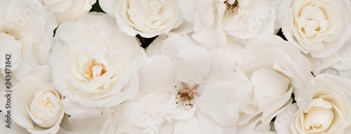 Panoramic Floral light nature background of white roses