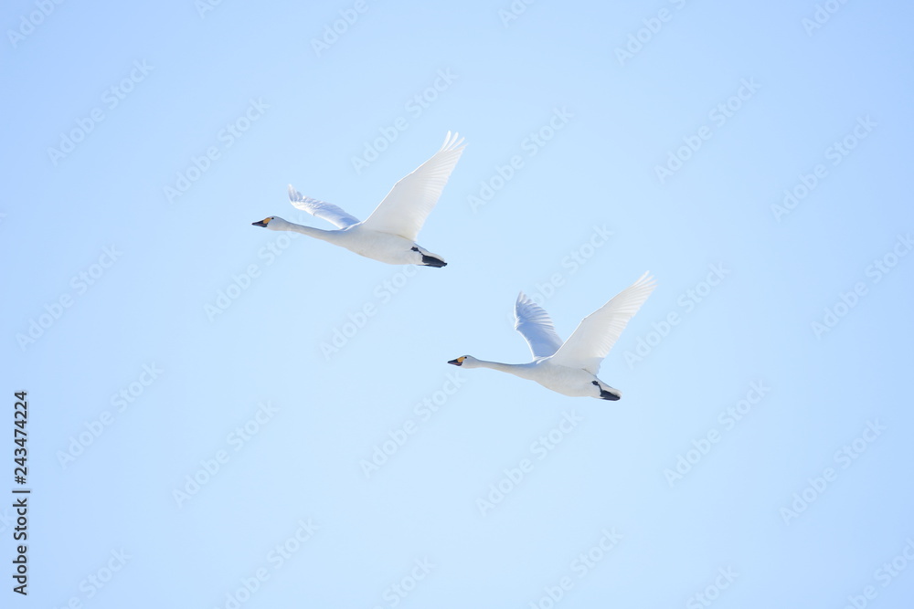 Fototapeta premium ハクチョウ Swans