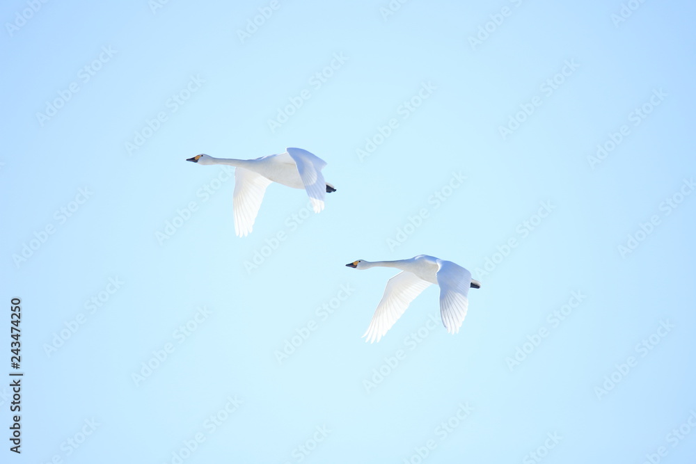 ハクチョウ　Swans