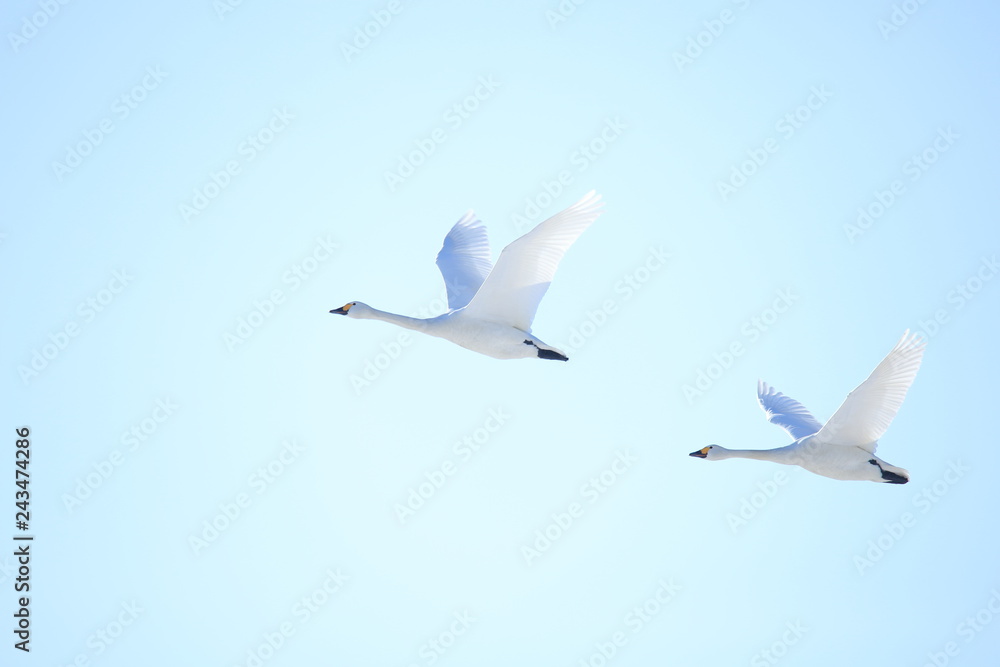 ハクチョウ Swans ハクチョウ Swans