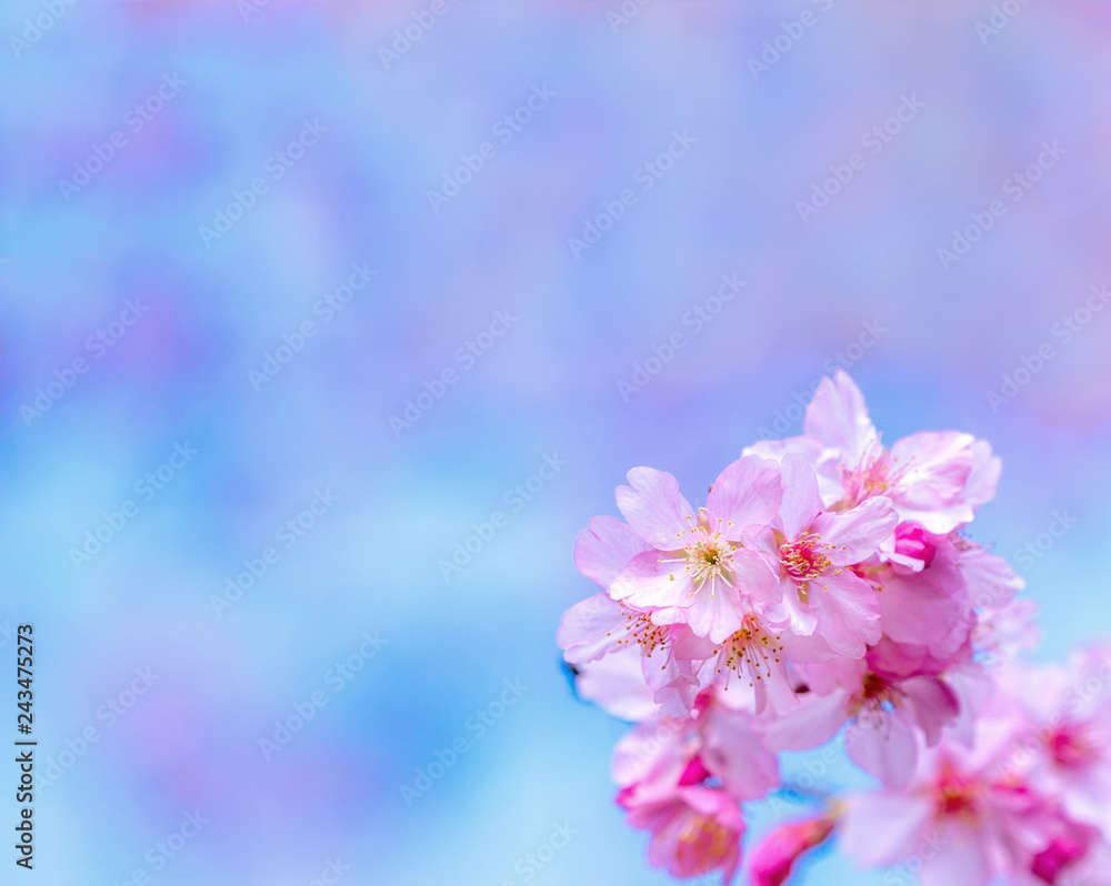 Fototapeta premium Beautiful cherry blossoms sakura tree bloom in spring over the blue sky, copy space, close up.