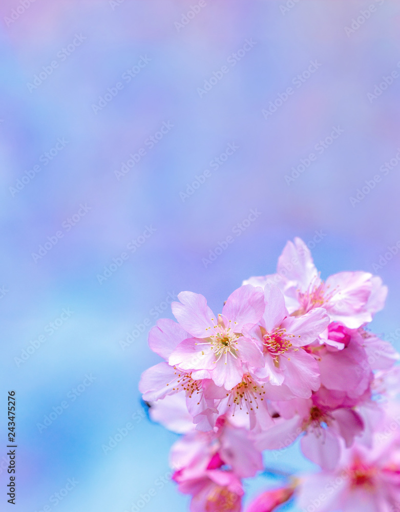 Beautiful cherry blossoms sakura tree bloom in spring over the blue sky, copy space, close up.