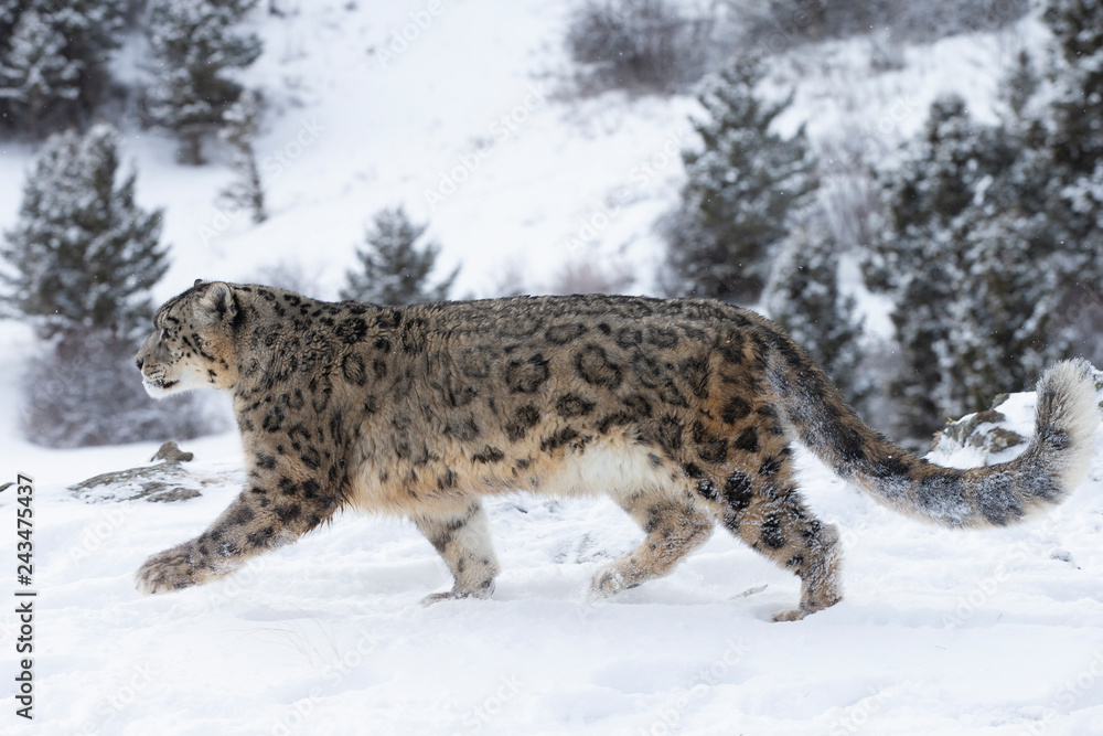 Rare, Endangered Snow Leopard in Snowy environment Rare, Endangered Snow Leopard in Snowy environment
