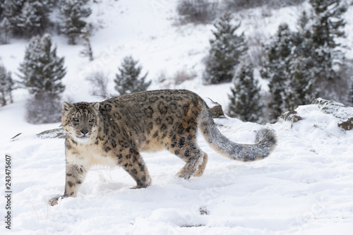Rare, Endangered Snow Leopard in Snowy environment