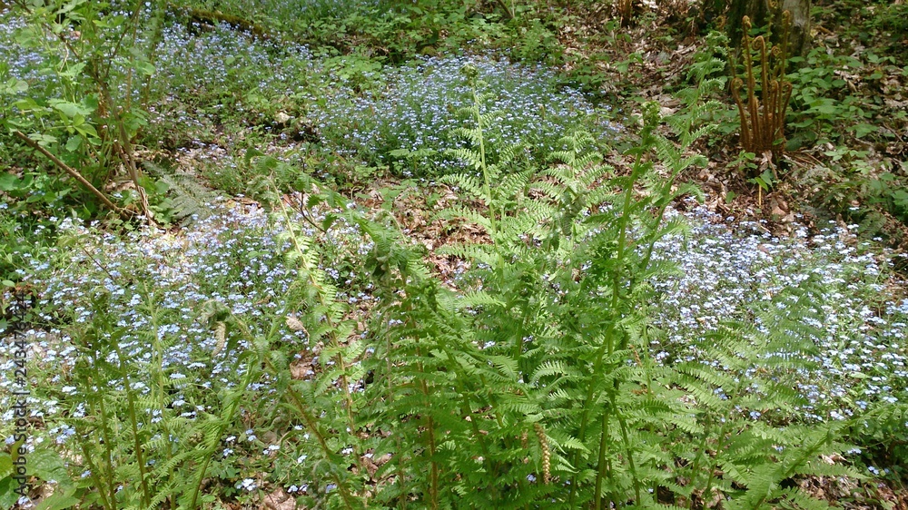 Fototapeta premium Горный луг