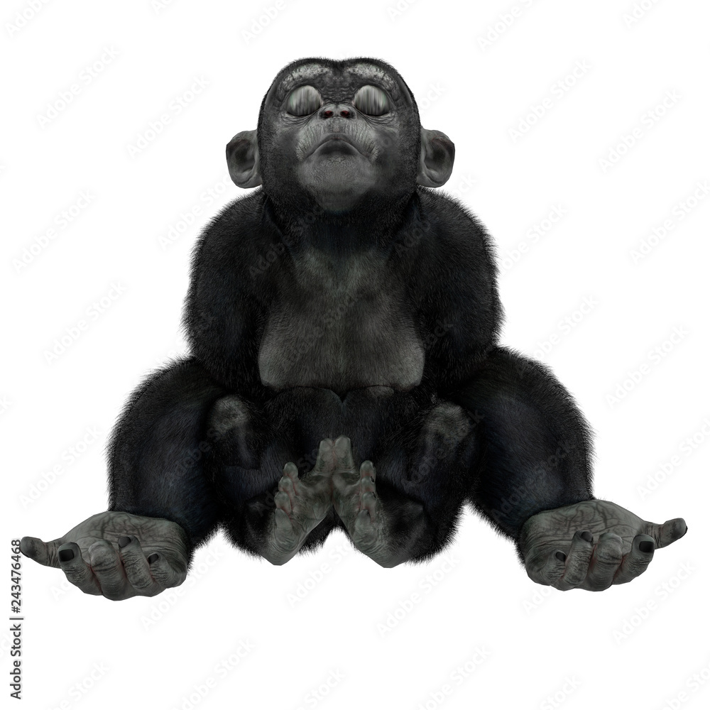 baby chimpanzee cartoon in a white background Stock Illustration | Adobe  Stock