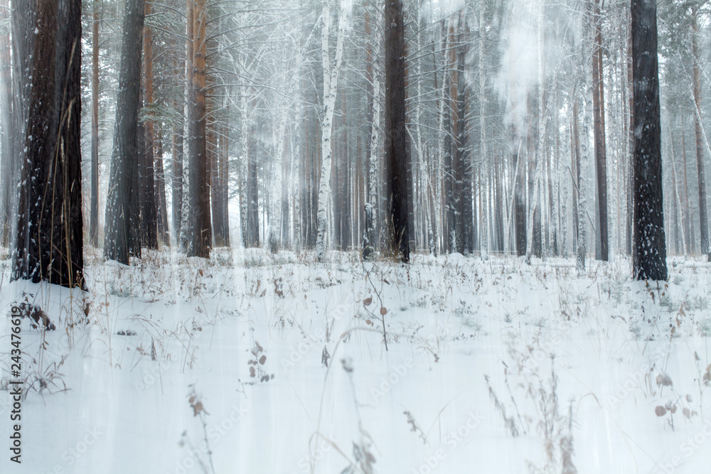 Fototapeta premium an abstraction of an snowy forest in winter in Siberia