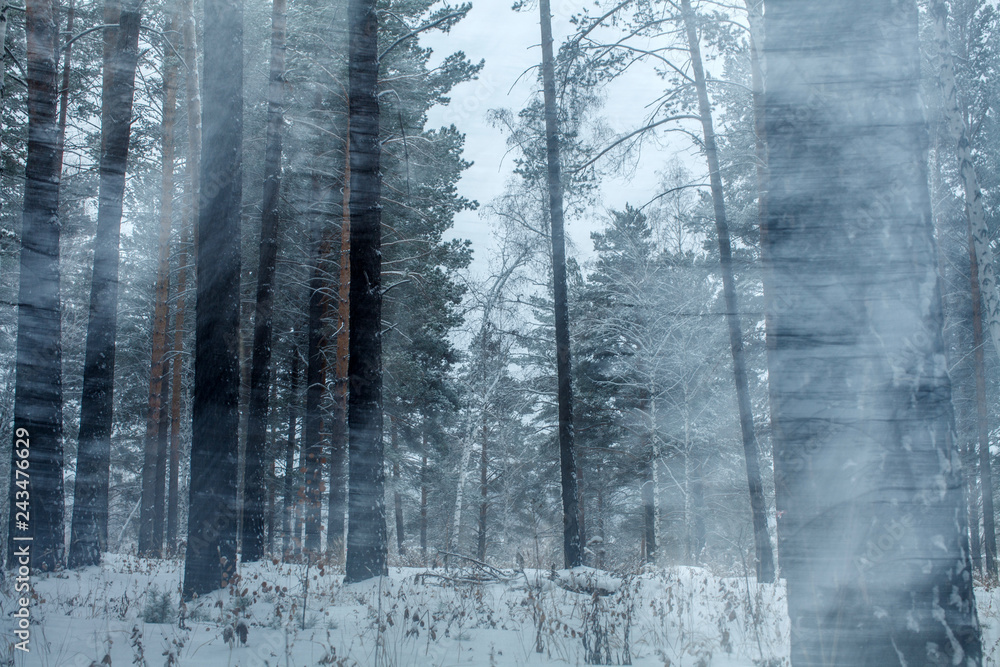 Naklejka premium an abstraction of an snowy forest in winter in Siberia