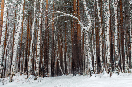 a forest path in winter in snowfall