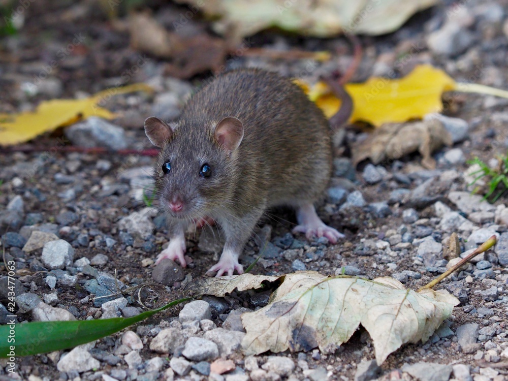 Rat Rat