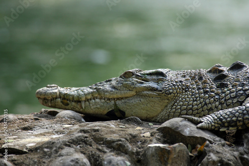 Saltwater crocodile photo