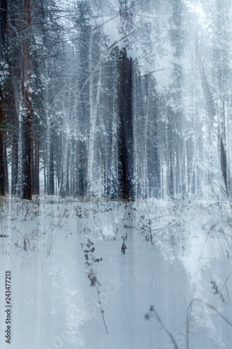 an abstraction of an snowy forest in winter in Siberia