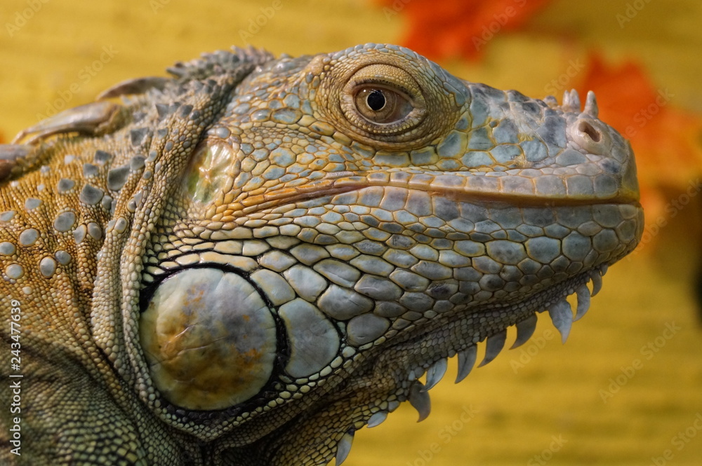 Fototapeta premium portrait of iguana