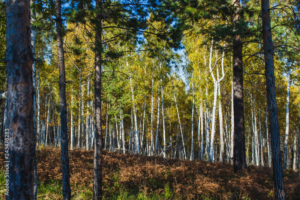 Fototapeta premium in the golden woods in autumn in Siberia
