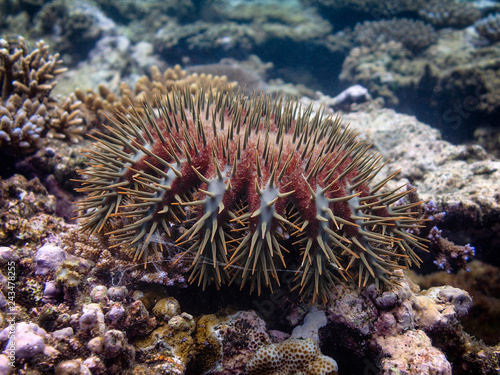 Crown of thorns starfish on a coral reef.