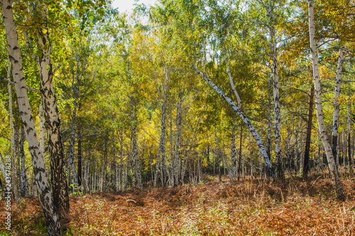 in the golden woods in autumn in Siberia © wundermann