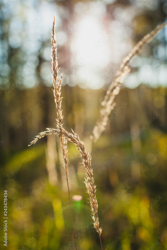 Fototapeta premium in the golden woods in autumn in Siberia