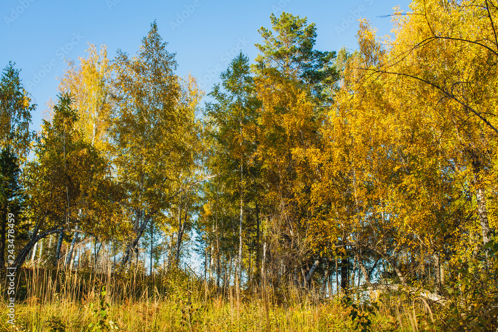 Fototapeta premium in the golden woods in autumn in Siberia