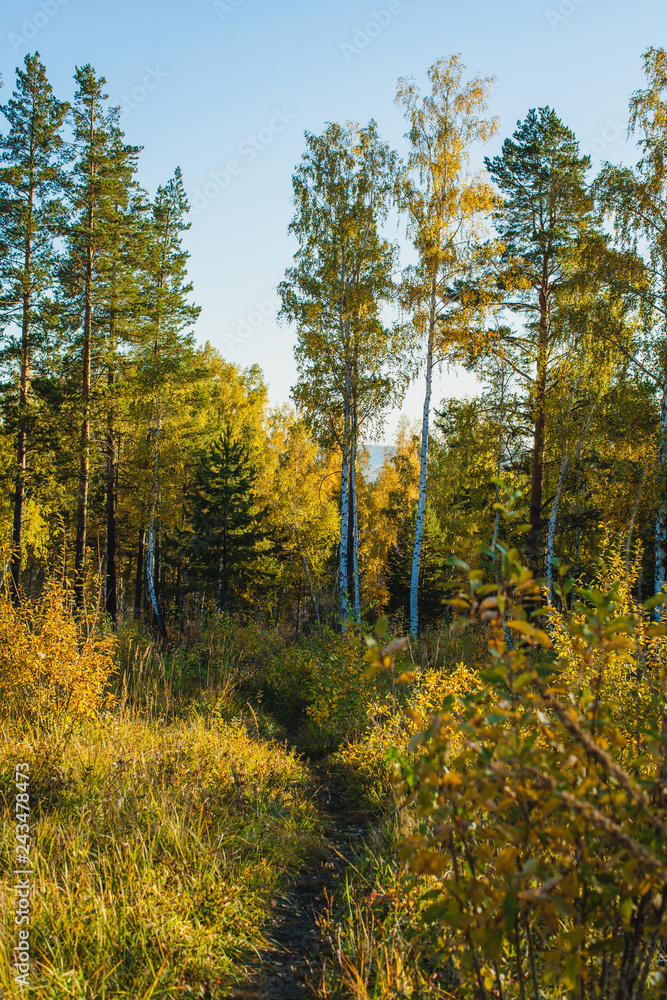 a path in the forest in autumn in Siberia