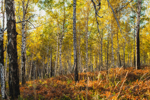 in the golden woods in autumn in Siberia