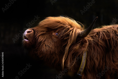 Schottisches Hochlandrind / Bos Taurus / Highland Cattle