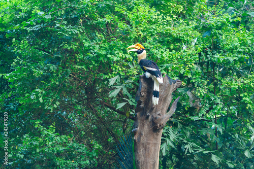 a hornbil in the jungle on a branch on a sunny day photo