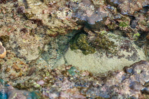 a backwater on the rocks of the Kata beach of the Phuket island of Thailand