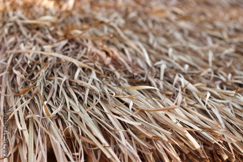 closeup of dry straw