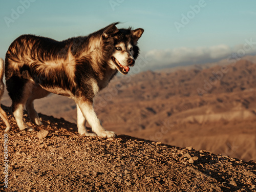 Mascotas desierto photo