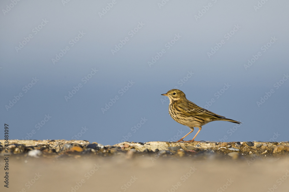 An image of a meadow pipit (Anthus pratensis) foraging on a concrete plate on Heligoland island. In a morning golden light with a blue sky behind the bird. An image of a meadow pipit (Anthus pratensis) foraging on a concrete plate on Heligoland island. In a morning golden light with a blue sky behind the bird.