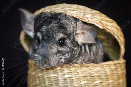 grey chinchilla sitting in a wicker straw basket