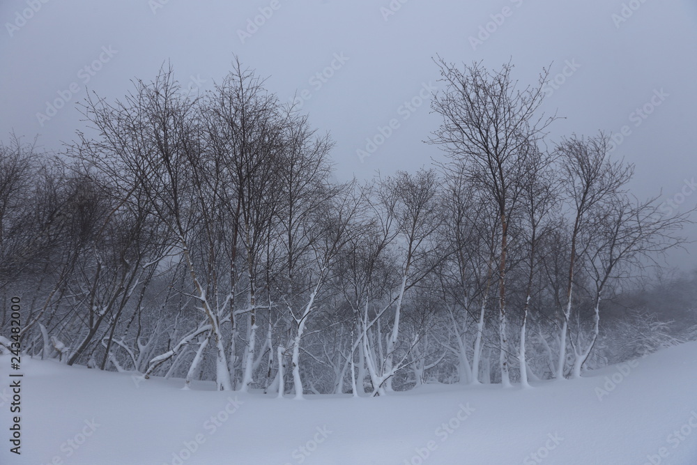 Winter forest in the mountains