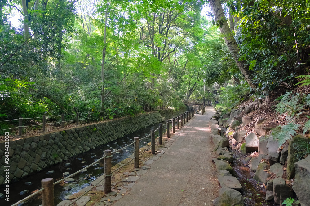 Obraz premium 等々力渓谷