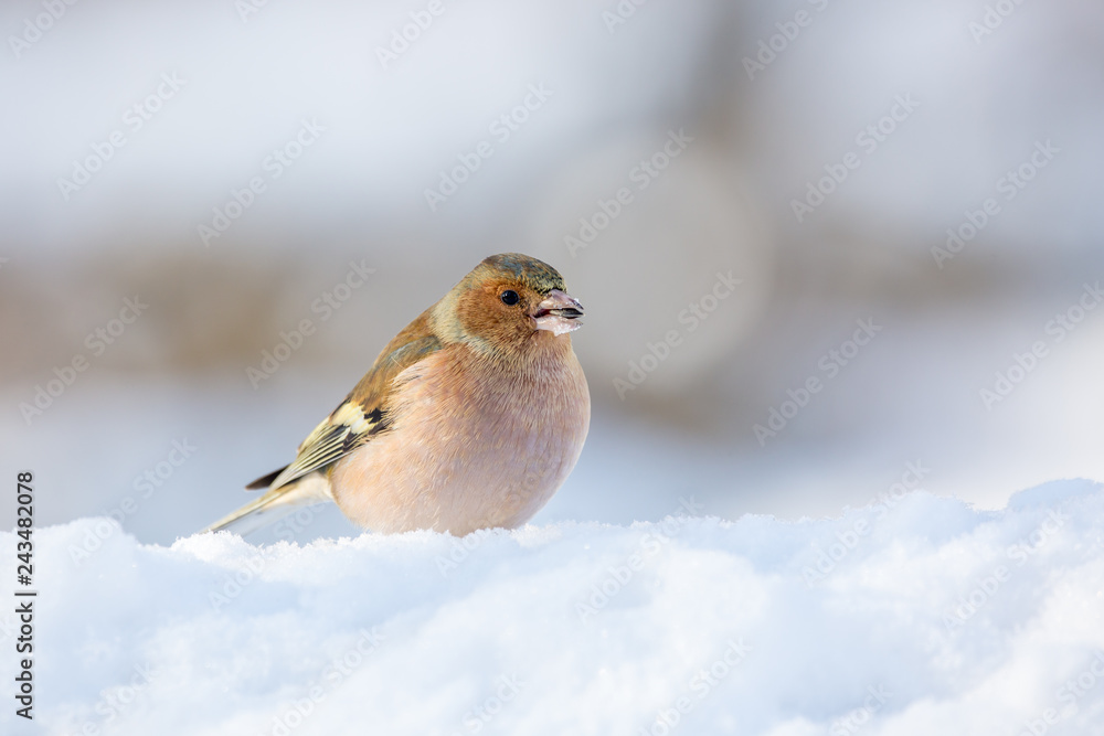Chaffinch (Fringilla coelebs) sitting on the snow. Wildlife scenery.