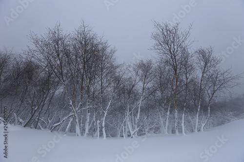 Obraz na płótnie Winter forest in the mountains w salonie