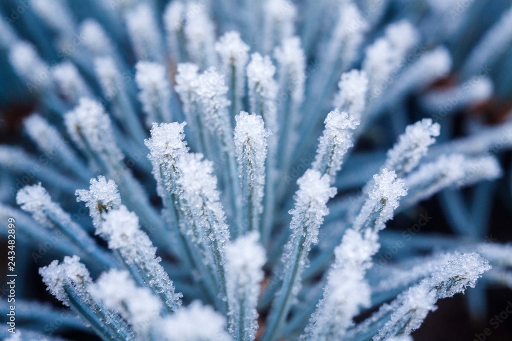blue spruce branches with needles covered with frost blue spruce branches with needles covered with frost