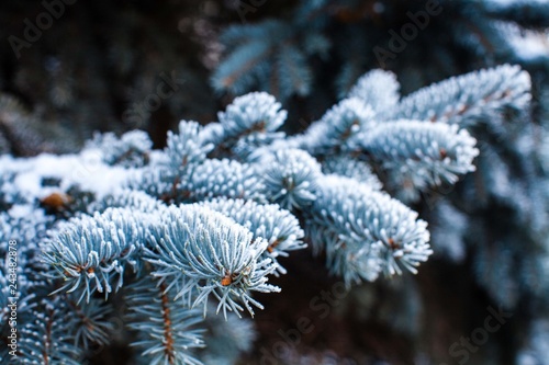 Wallpaper Mural blue spruce branches with needles covered with frost Torontodigital.ca
