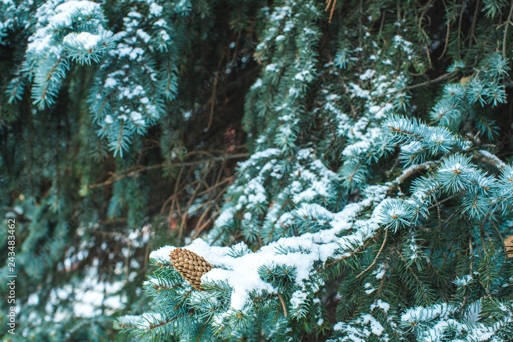 Branch of a blue spruce after a snowfall in a cold weather