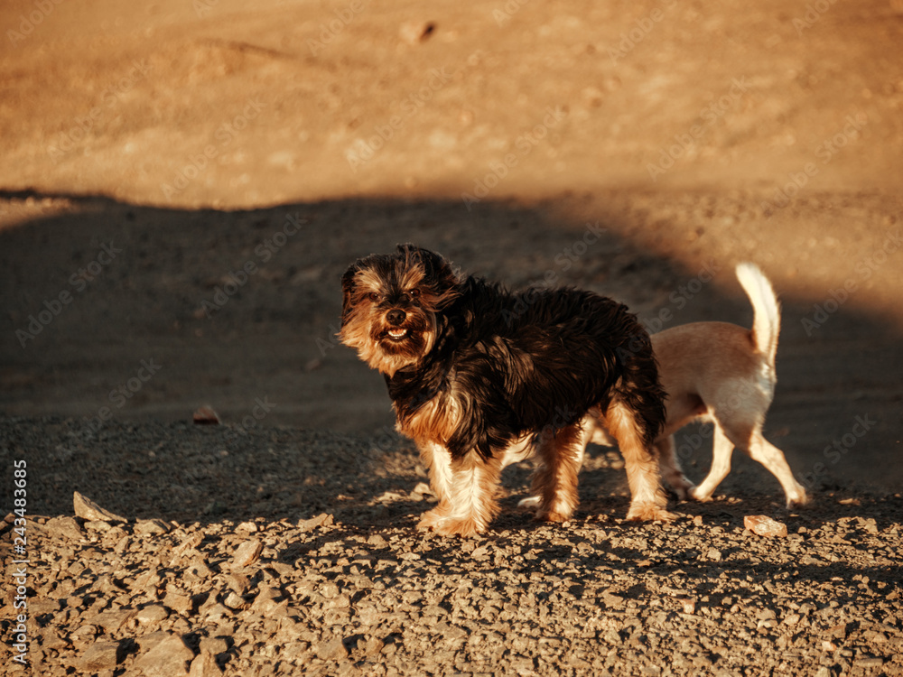 Perros y desierto Perros y desierto